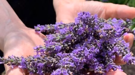 In Love with Lavender - Botanical Art Workshop and Salt Cave