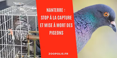NANTERRE (92) :  Mobilisation pour d\u00e9noncer la capture et mise \u00e0 mort des pigeons