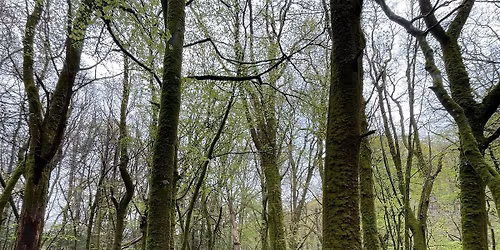 Forest Bathing - Nature at Sunset