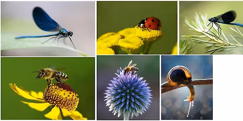 Organic Pest & Disease Management