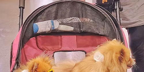 National Adoption Day - KVC Kansas