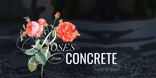 Roses From Conrete Gala