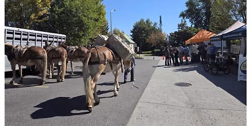 Meet the Mules