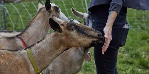 Sage Farm Tour and Cheese Tasting