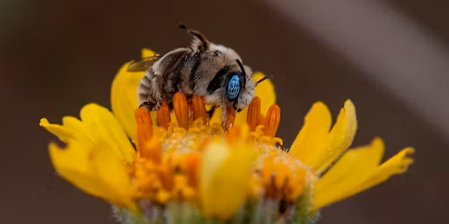 Bees, Birds, & Butterflies: Pollinators of Joshua Tree National Park