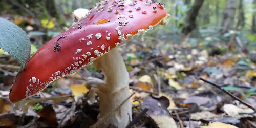 Fungi Foray at Sellers Wood Local Nature Reserve