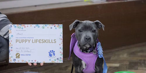 June Puppy Lifeskills Course -  6pm Tuesday 
