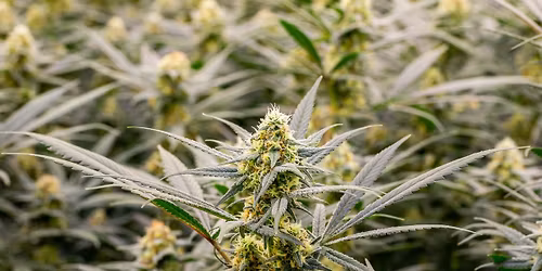 Christmas Eve at RISE Dispensary Brooklyn Park