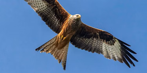 Raptors Through a Lens