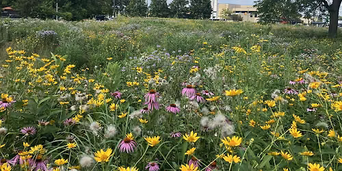 Meadow and Pollinator Walk at Palmer Park