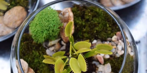 Workshop: Carnivorous Plant Terrariums