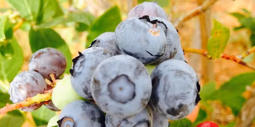 Blueberry you pick