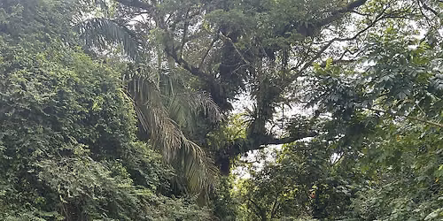 Nature in City - The Jungles of Queenstown and Tanglin