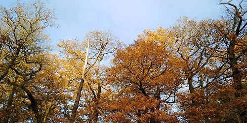 Learn how to Coppice at Hartshill Hayes Country Park.