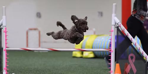 AKC Agility Trial!