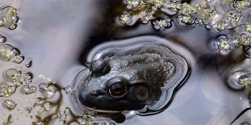 After Hours at the Pond