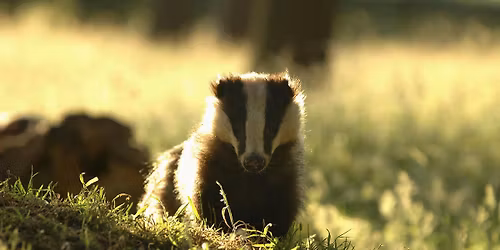 The British Badger