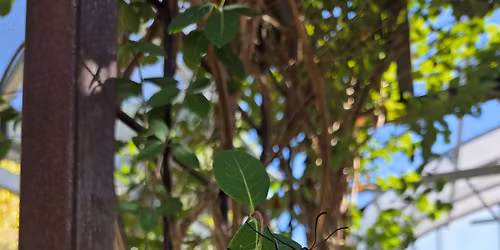 Sunday Stroll Thru Springs Preserve