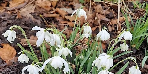Snowdrop Sunday - Grounds of West Wycombe Park