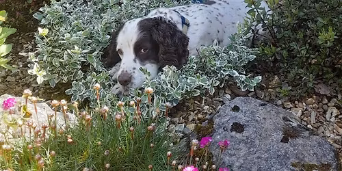 CAESSR at Penkridge Market\ud83d\udecd\ufe0f