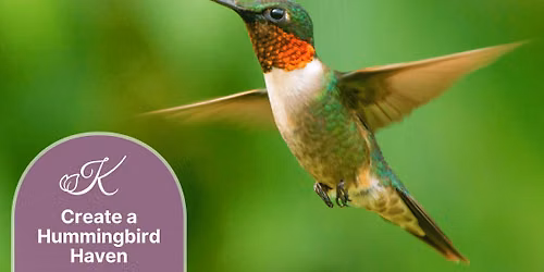 Create a Hummingbird Haven