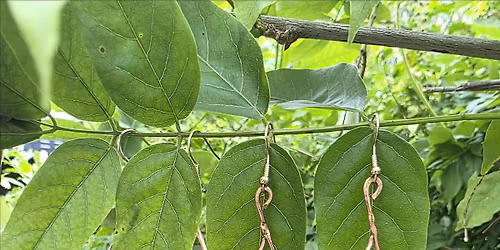 Copper Class - earrings at The Vineyard at Hershey