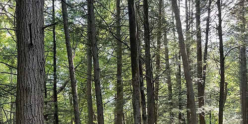 Sacred Pause: Rooted in the Seasons---- SUMMER'S ABUNDANCE