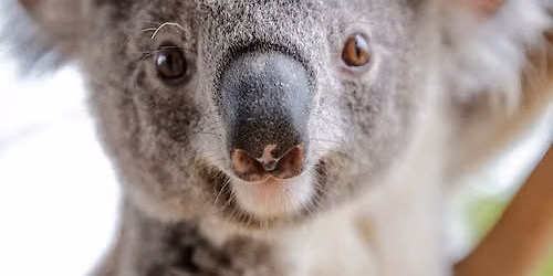 Sydney Multi Attraction Pass Tickets