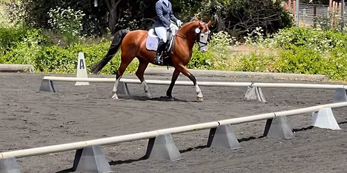 Dressage At American Sporthorse