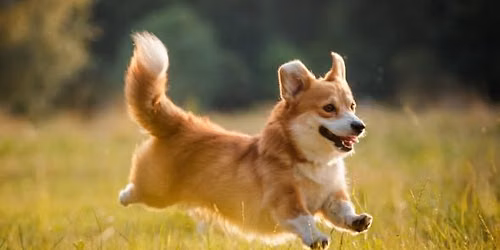 Corgis & Convos: Gays Eating Garlic Bread in the Park!