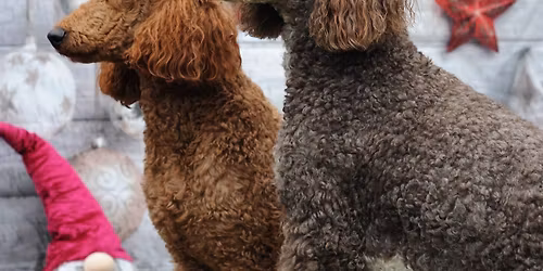 Hundeweihnachtsmarkt
