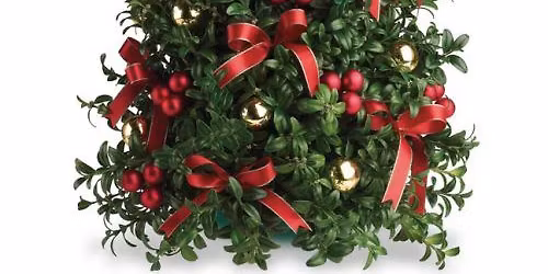 The Art of the Boxwood