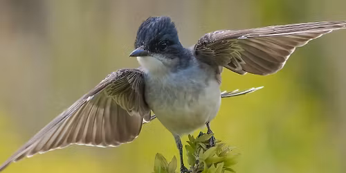 Bird Walk | Meteor Crater RV Park and other I-40 migrant traps, Flagstaff