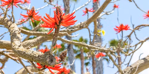 Perinatal Acupuncture Conference