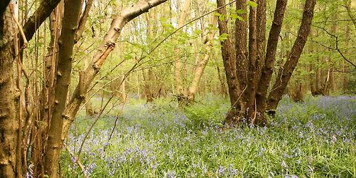 Wellbeing walks at Hartshill Hayes Country park