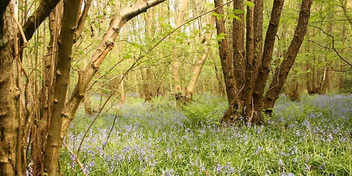 Wellbeing walks at Hartshill Hayes Country park