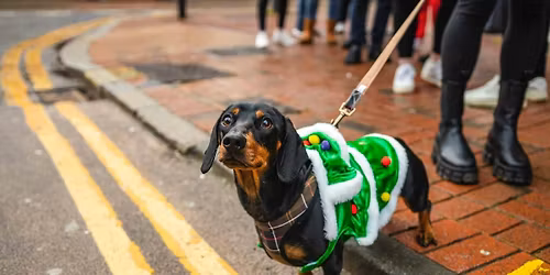 York - Dashing Dachshund Christmas Tour \ud83c\udf84