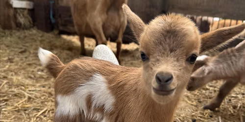 Goat Yoga Nashville- July Jubilee