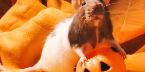 FAT RAT HALLOWEEN SALE