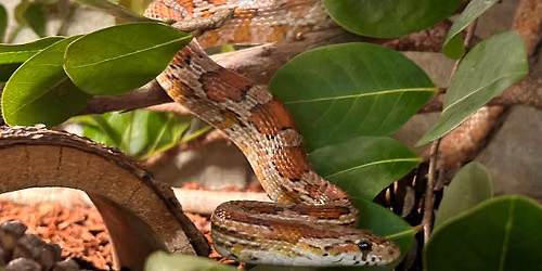 Sensational Snakes
