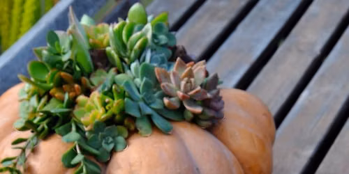 Pumpkin Succulent Workshop at The Edit, HBG