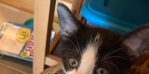 Cat Adoption Event @ Tractor Supply