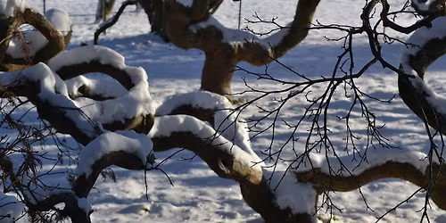 Tree Time: Winter Solstice II