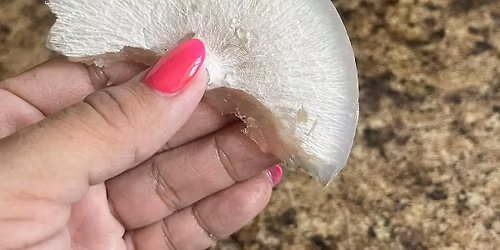 Mushroom Cultivation Series: Grain Spawn (Stage 2)