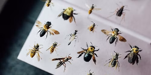 YEP Insect Pinning and Preservation Class