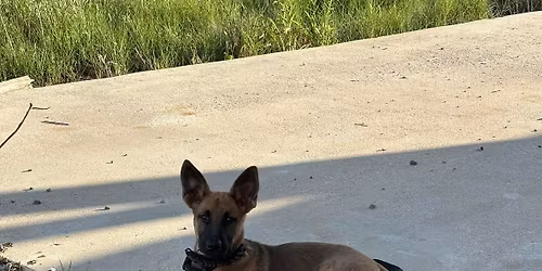 Puppies will be born