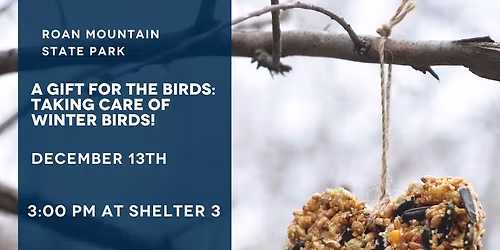 A Gift for the Birds: Taking Care of Winter Birds!