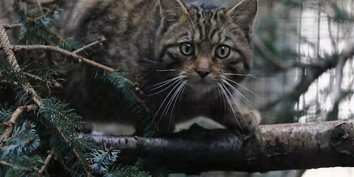 Zoofari Tours: Scottish History