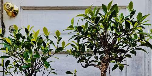 Introduction to Tropical Bonsai Class - Beginner & Intermediate Options