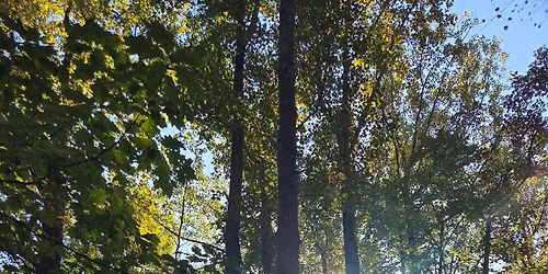 Gratitude Jars & Forest Therapy walk 